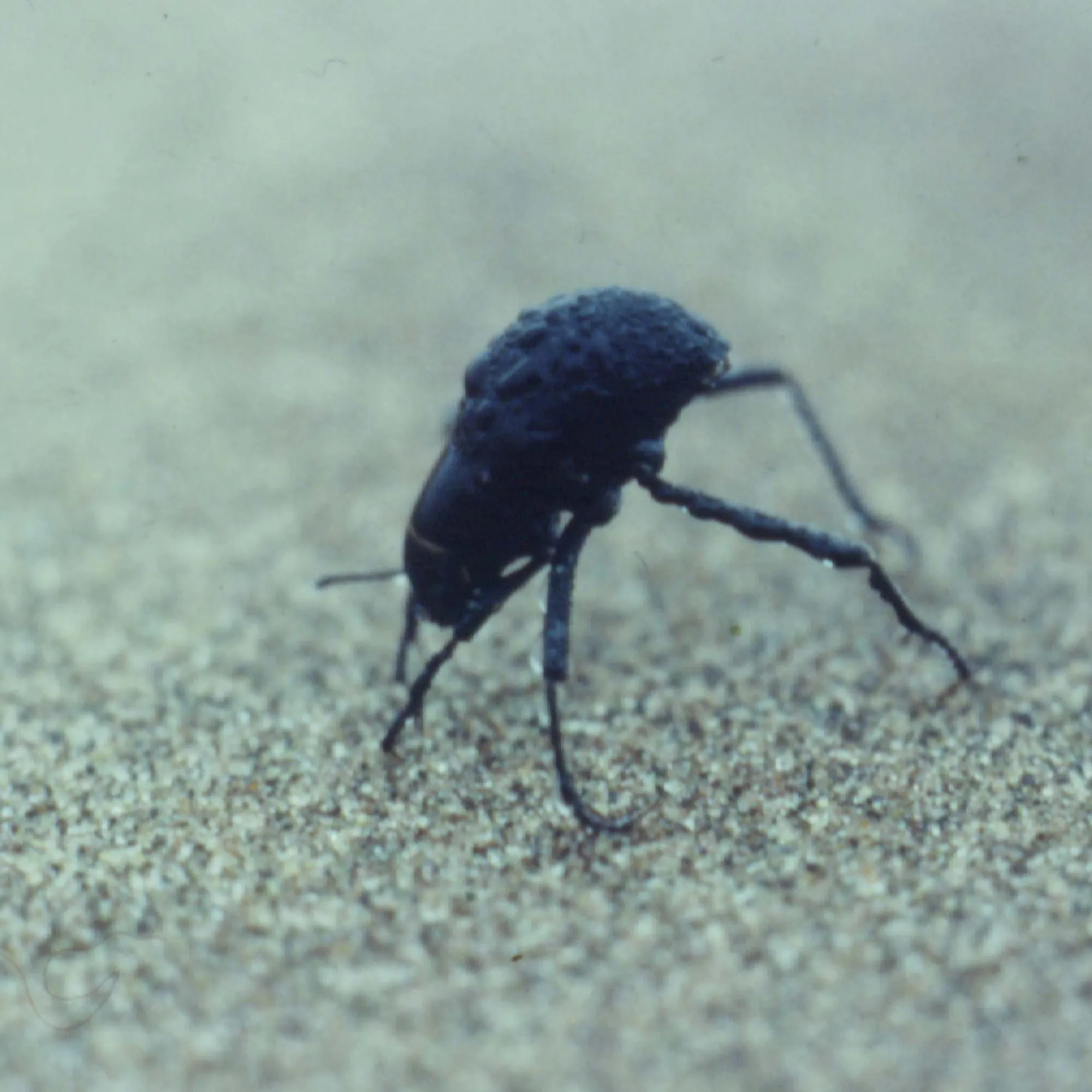ナミブ砂漠の黒い甲虫、Onymacris unguicularis。砂の上で頭を下げ、背中を霧の中へ持ち上げている。